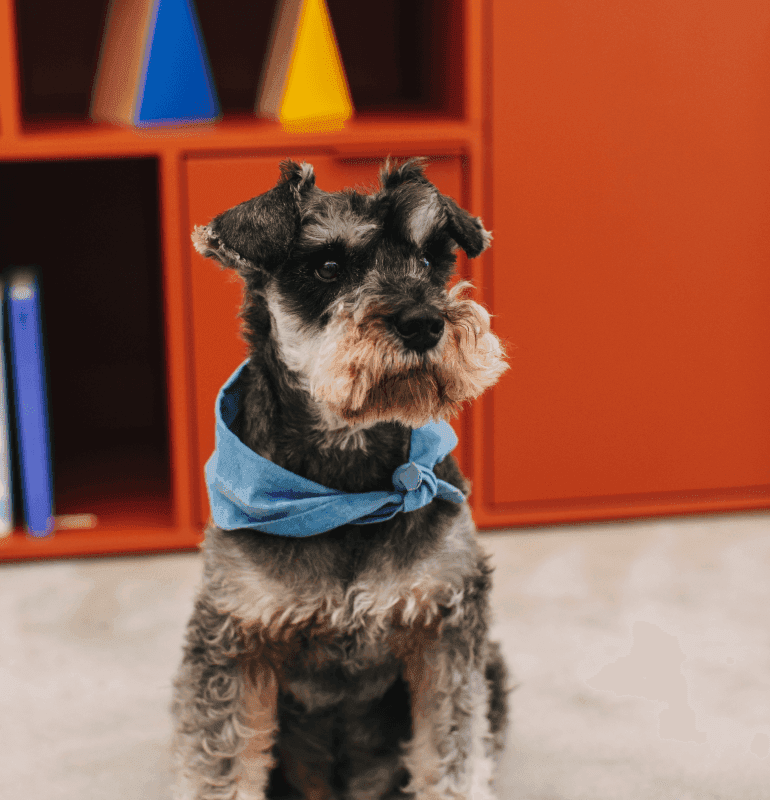 A small dog wearing a blue bandana sitting in front of a bookshelf.